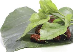 Mulberry fruit - On white background - Food Fruit - for health as a medicinal herb - Raising worms to produce silk. photo