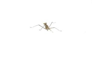 praying mantis isolated on white background A cute and herbivorous animal that destroys plants and animals together on a white background. photo