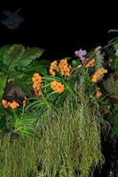 orquídea vanda naranja-amarillo -filipinas- fragante, es una planta comercial para exportación, cultura popular y decoración y decoración del hogar, popular en europa y américa. foto
