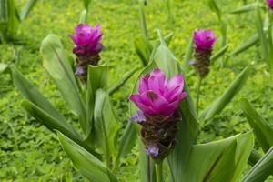 Siam Tulip flower or Curcuma sessilis pink flower in the garden. Flowers are planted in groups to add beauty and freshness. photo