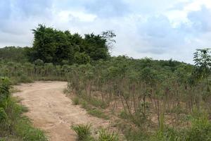 Curvy path of dirt road route that cuts through the cassava plot area. Under blue sky and white clouds. photo