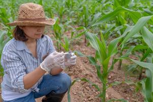 Female farmer working at corn farm,Soil samples were collected to research for various minerals in the soil. photo