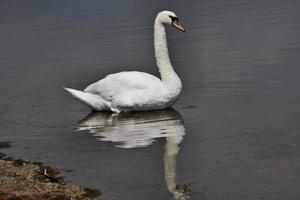 una vista de un cisne mudo en el lago windermere foto