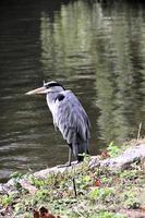 A close up of a Grey Heron in London photo