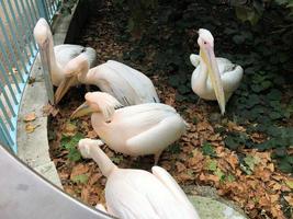 A close up of a Pelican in London photo