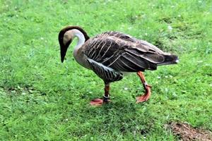A close up of a Swan Goose photo