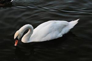 una vista de un cisne mudo en el agua en ellesmere foto