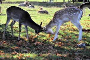 A view of some Deer in Richmond Park in London photo