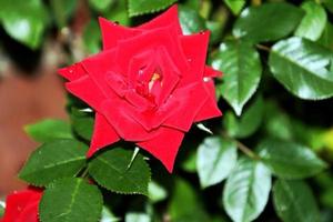 una vista de una rosa roja en el jardín foto