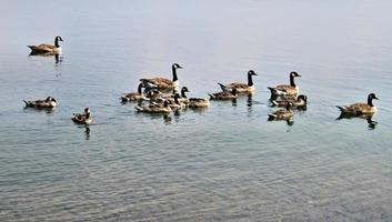 A view of a Canada Goose photo