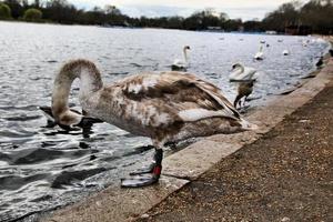 un primer plano de un cisne mudo en Londres foto