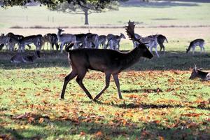 A view of some Fallow Deer in Richmond Park in London photo