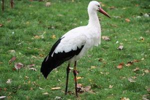 un primer plano de una cigüeña blanca en la reserva natural martin mera foto