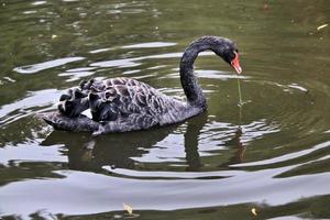 A close up of a Black Swan photo