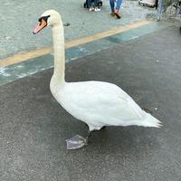 A close up of a Mute Swan photo