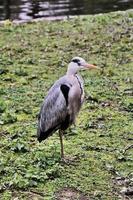 A close up of a Grey Heron in London photo