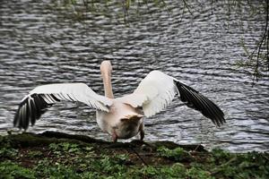 A close up of a Pelican in London photo