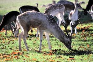 A view of some Fallow Deer in Richmond Park in London photo