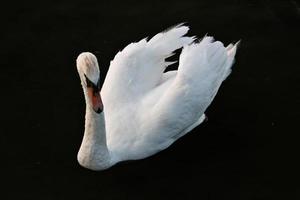 una vista de un cisne mudo en el agua en ellesmere foto