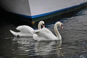 A view of a Mute Swan on Lake Windermere photo