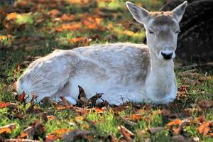 A view of some Fallow Deer in Richmond Park in London photo