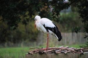 un primer plano de una cigüeña blanca en la reserva natural martin mera foto