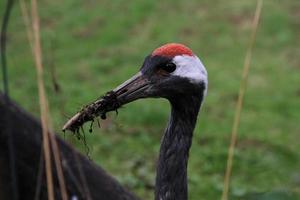 A close up of a Red Crowned Crane photo