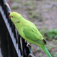 una vista de un periquito de cuello de anillo verde foto