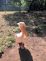 A close up of a Pelican in London photo