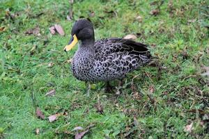 una vista de un pato de pico amarillo foto