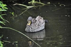 un primer plano de un pato de pico amarillo foto