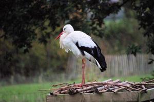 un primer plano de una cigüeña blanca en la reserva natural martin mera foto