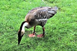 un primer plano de un ganso cisne foto