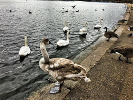 A close up of a Mute Swan in London photo