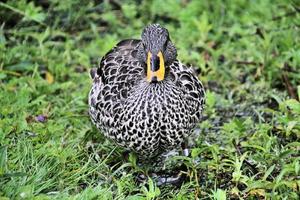 A close up of a Yellow Billed Duck photo