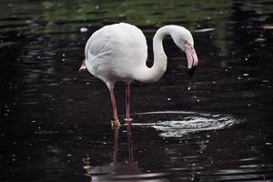 A view of a Flamingo photo