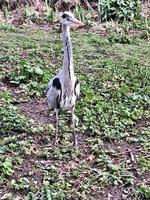 A close up of a Grey Heron in London photo