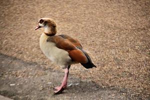 A view of an Egyptian Goose photo