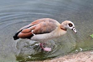 A view of an Egyptian Goose photo