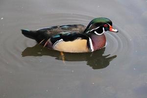 una vista de un pato de madera en el agua foto