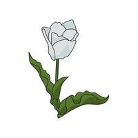 White tulip with black outline and green leaves, one blooming flower for design cards, invitations, etc. vector