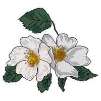 Rosehip flowers with green leaves, vector hand draw illustration