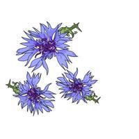 Flower vector illustration, hand draw garden cornflowers with green leaf