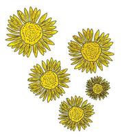 Sunflower vector illustration, blossom flower