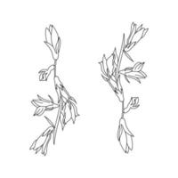 Vector hand draw illustration bellflower,  outline wild plant witn flowers and leaves