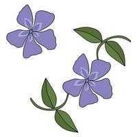 Periwinkle flower ornamental, contour plant with purple petals and leaves vector