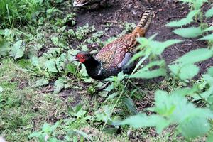 A close up of a Pheasant photo