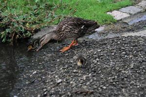 A close up of a Mallard Duck photo