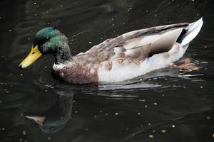 un primer plano de un pato real foto