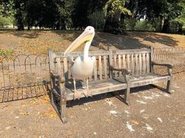A close up of a Pelican in London photo